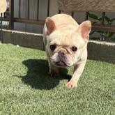フレンチブルドッグ
