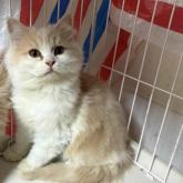 スコティッシュフォールド