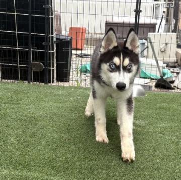 ハスキー子犬♡わんこ♡アートドール♡ぬいぐるみ♡ワンちゃん♡里親様募集～♪ 犬 × シベリアンハスキーの里親募集一覧｜ハグー -みんなのペット里親情報