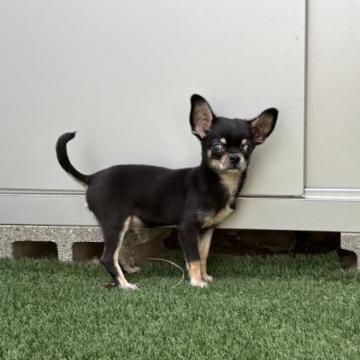 犬の里親募集】愛知県・ゴールデンレトリバー・ゴールデン とても