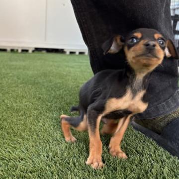 犬 × 滋賀県 × ミニチュアピンシャーの里親募集一覧｜ハグー -みんなの