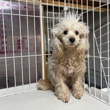 犬 × 関西／近畿 × トイプードルの里親募集一覧｜ハグー -みんなの