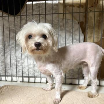 犬 × 鹿児島県 × マルチーズの里親募集一覧｜ハグー -みんなのペット