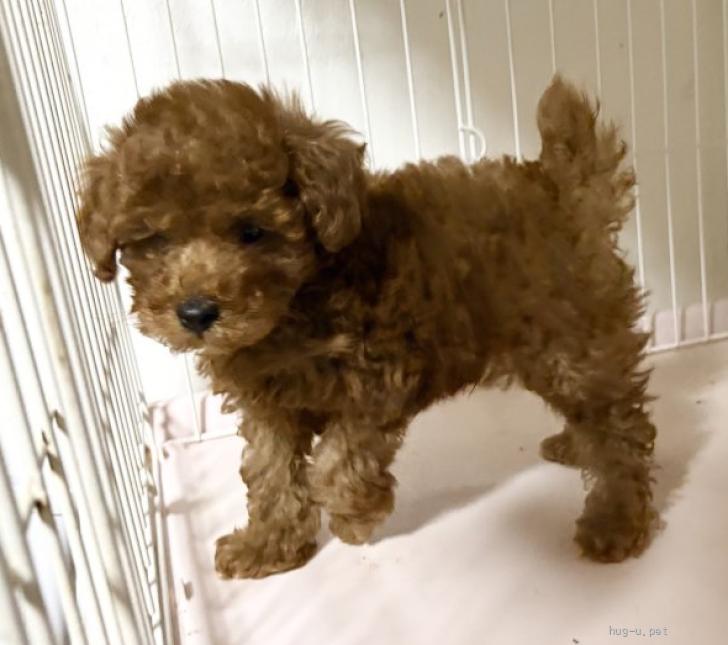 犬の里親募集】愛知県・トイプードル・トイプードル とても元気な子犬3