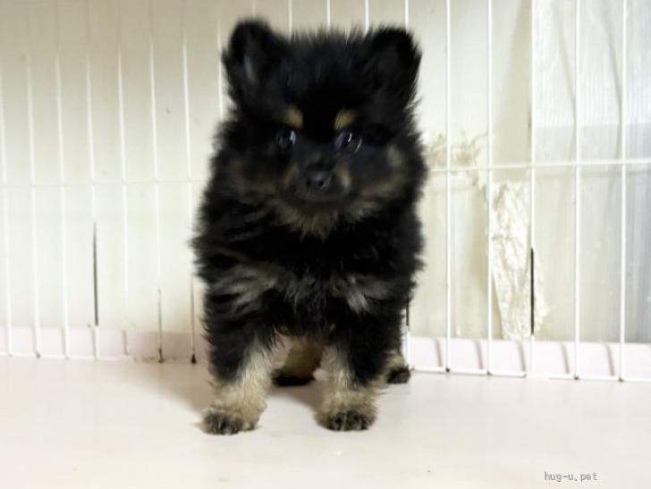 犬の里親募集】愛知県・ポメラニアン・ポメラニアン とても元気な子犬