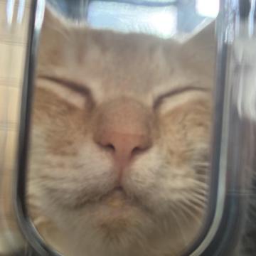 猫 × 茶トラの里親募集一覧｜ハグー -みんなのペット里親情報