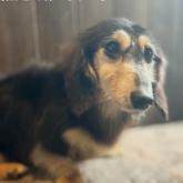 ミニチュアダックスフンド(ロング)