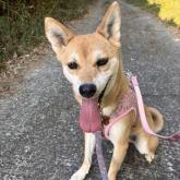 雑種
