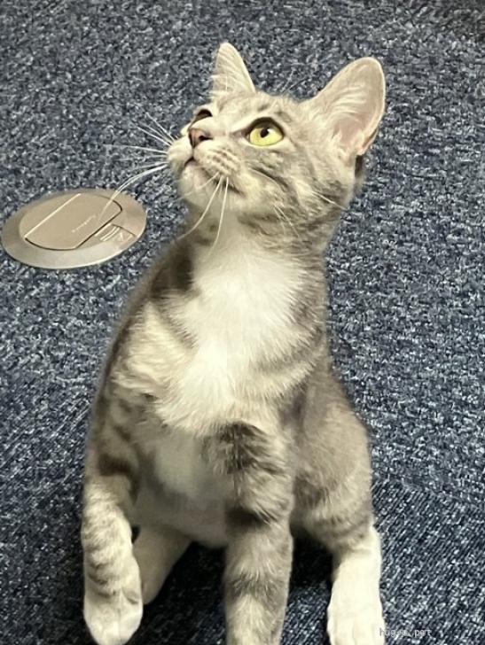 猫の里親募集】千葉県・雑種・妖精みたくかわいいジェラトーニ似のアク
