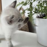 雑種