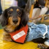 ミニチュアダックスフンド(ロング)