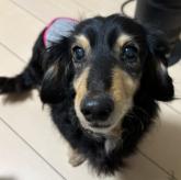 ミニチュアダックスフンド(ロング)