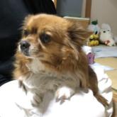 チワワ(ロング)