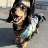 ミニチュアダックスフンド(ロング)