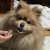 ポメラニアン