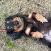 ミニチュアダックスフンド(ロング)