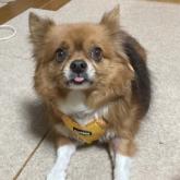 チワワ(ロング)