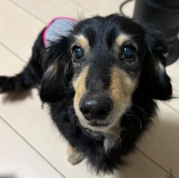 犬 × ミニチュアダックスフンド(ロング)の里親募集一覧｜ハグー