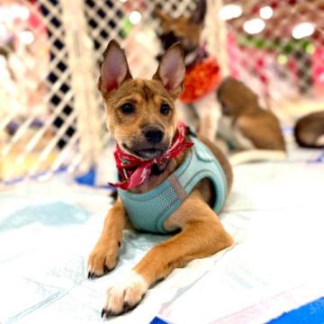 犬の里親募集】兵庫県・ポメラニアン・元気なチビチビオレンジセーブル