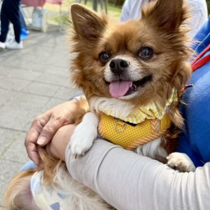 犬の里親募集】大阪府・チワワ(ロング)・ロングコートチワワ【一茶