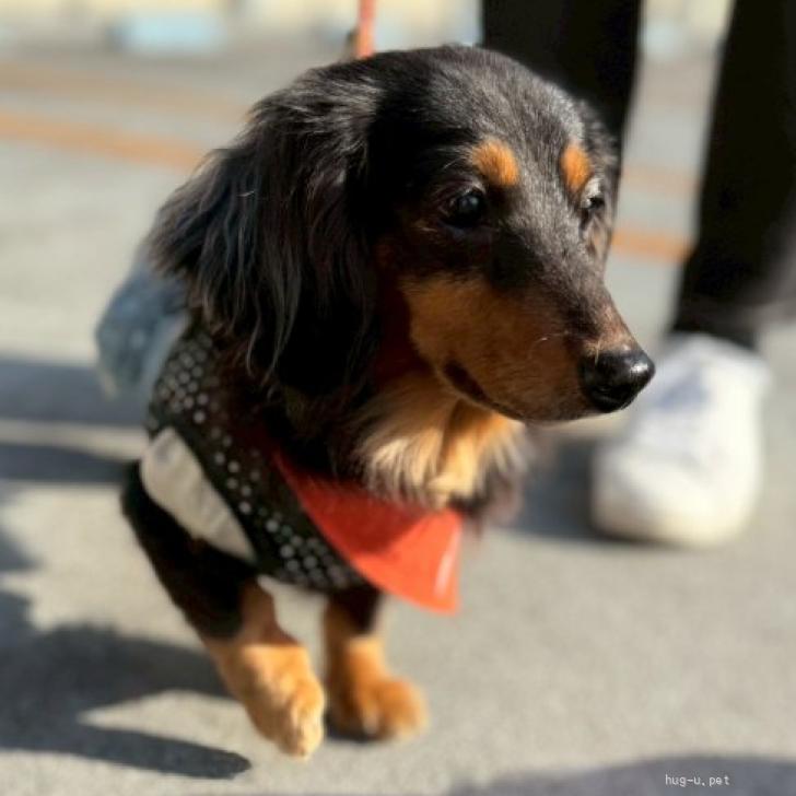 犬の里親募集】兵庫県・ミニチュアダックスフンド(ロング)・超甘えん坊