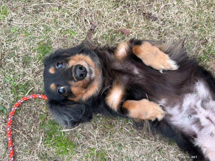 pet_img_3_h701bxchp71d.jpg