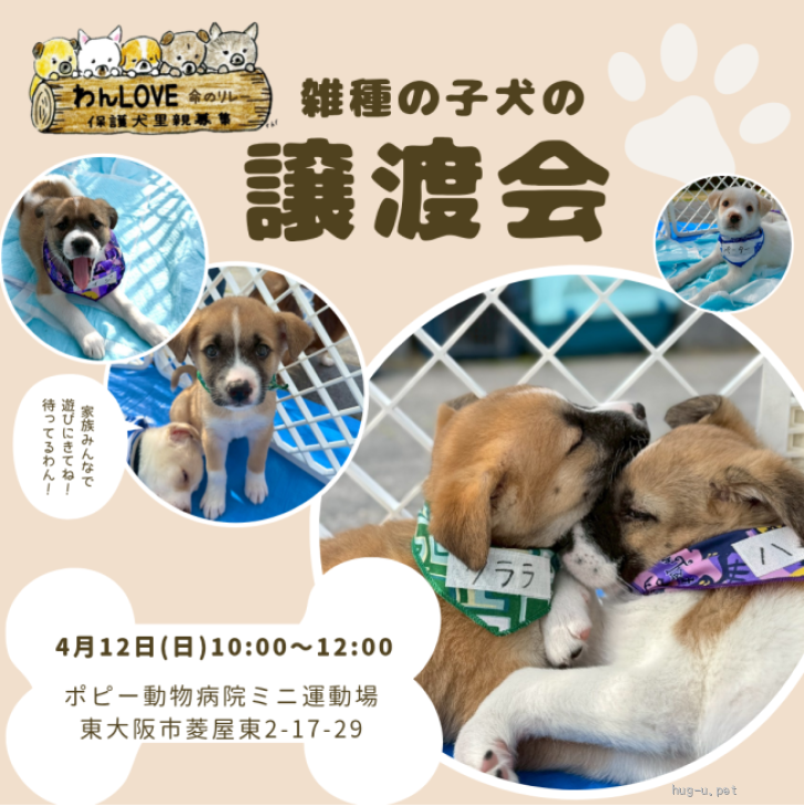 里親募集中!?1ヶ月ほど前にオークションで保護しました。保護パソです。 ☆里親様募集中です☆ はーとinはーとzrの預かり家族の投稿リポスト