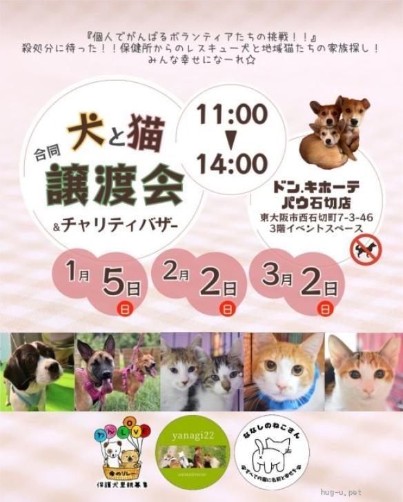 犬の里親募集】大阪府・雑種・パワフル元気BOY『黒豆君』10ヶ月位（ID