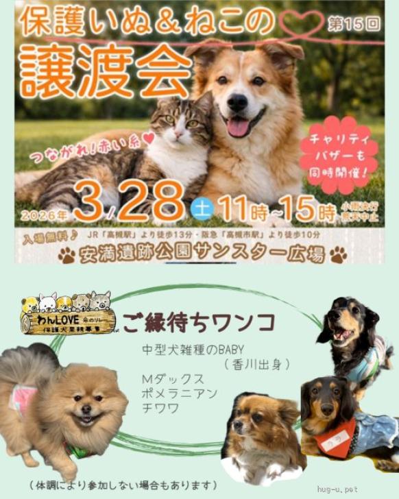 犬の里親募集】兵庫県・ミニチュアダックスフンド(ロング)・超甘えん坊