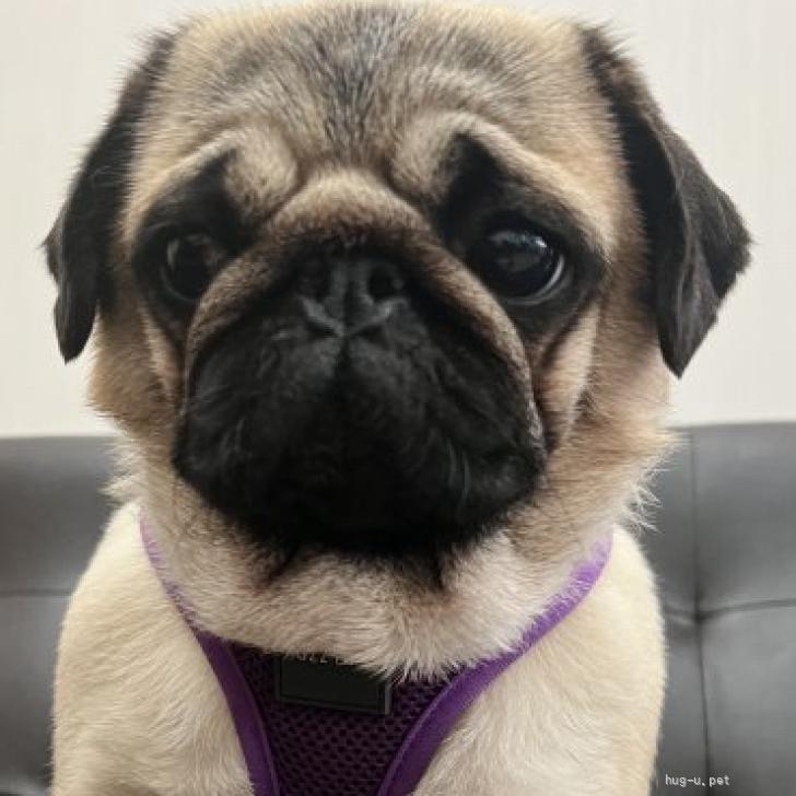 犬の里親募集】東京都・パグ・ぺろぺろ攻撃でメロメロになります
