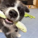 秋田犬