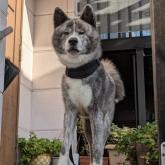 秋田犬