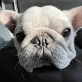 フレンチブルドッグ