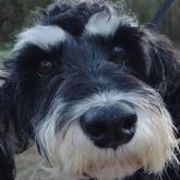 ミニチュアシュナウザー