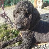 スタンダードプードル