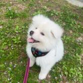 秋田犬