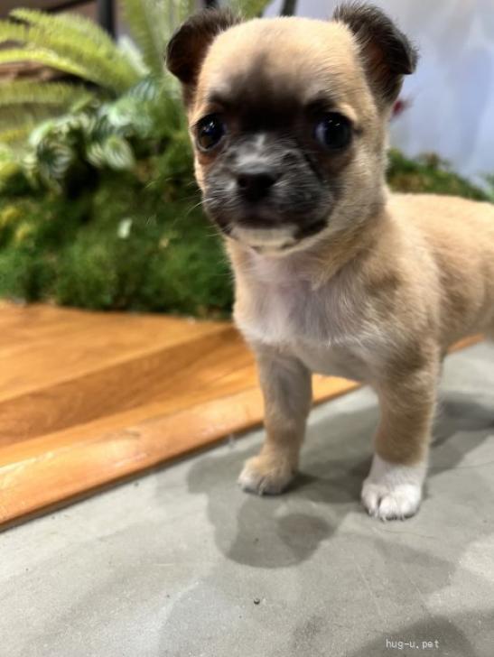 犬の里親募集】東京都・コーギーチワワミックス・小さな小さなお姫様