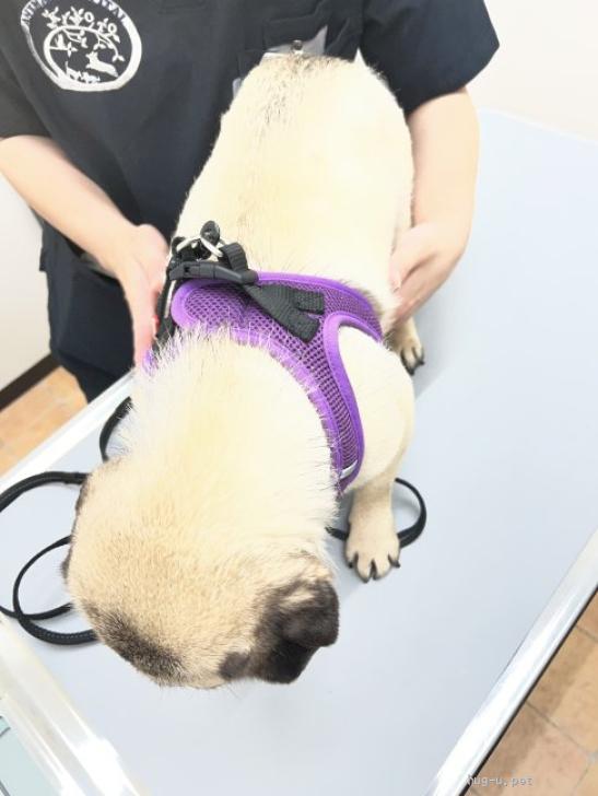 犬の里親募集】東京都・パグ・ぺろぺろ攻撃でメロメロになります