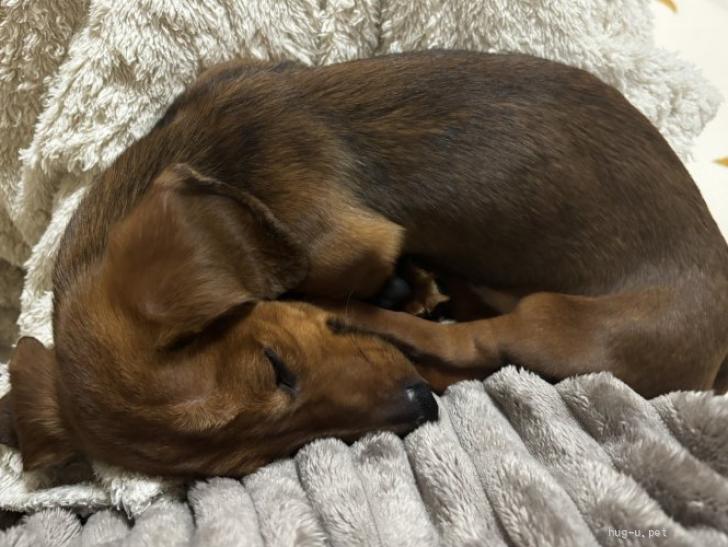 犬の里親募集】滋賀県・ミニチュアダックスフンド(スムース