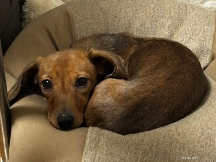 犬の里親募集】滋賀県・ミニチュアダックスフンド(スムース