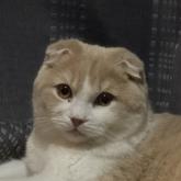 スコティッシュフォールド