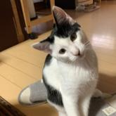 雑種