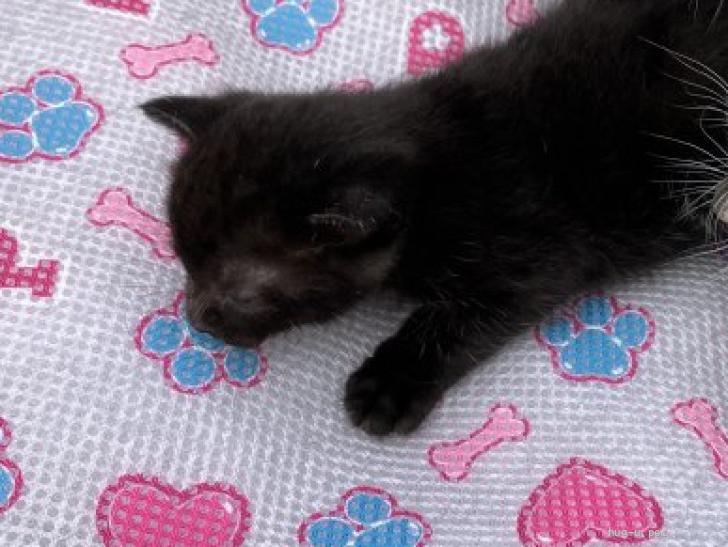 猫の里親募集】茨城県・雑種・まっくろ〜黒猫のチョコちゃんです
