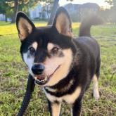 柴犬