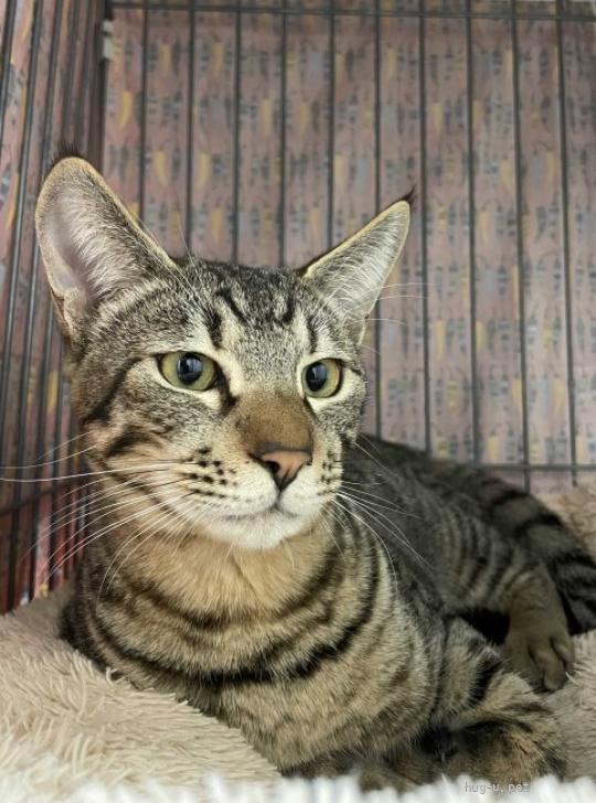 猫の里親募集】茨城県・雑種・ワイルドフェイスでもおっとりのメロン君