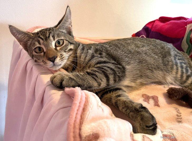 猫の里親募集】茨城県・雑種・ワイルドフェイスでもおっとりのメロン君