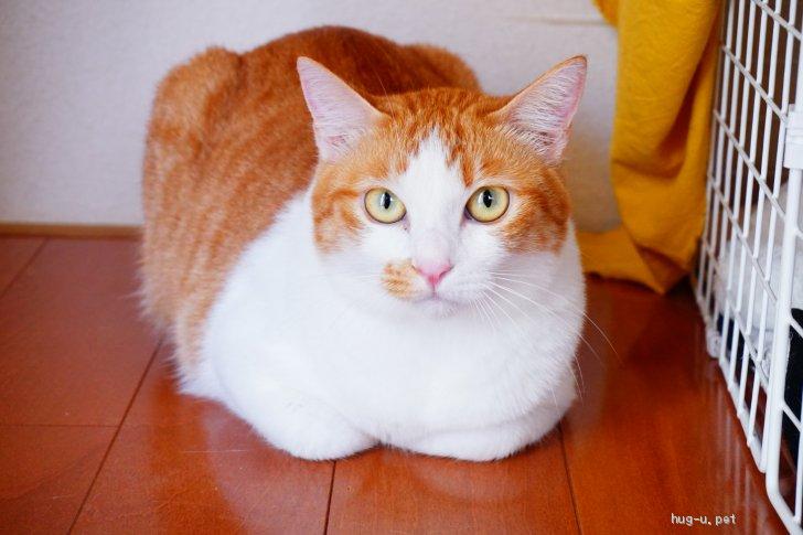 猫の里親募集】大阪府・雑種・茶白ハチワレ美猫 フクちゃん（ID:2301