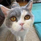 ブリティッシュショートヘア