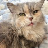 ノルウェージャンフォレストキャット