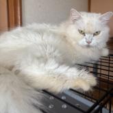 セルカークレックス